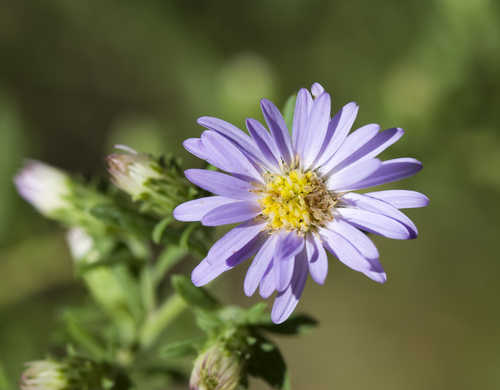 Symphyotrichum praealtum #11